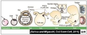 ヒト生殖細胞の発生